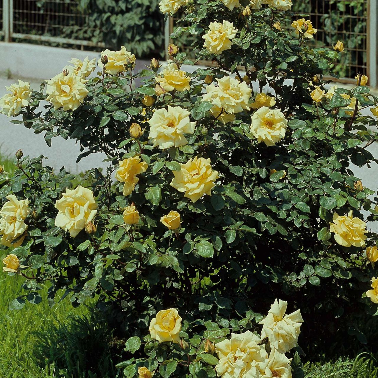 Kategorie <b>Duftrosen </b> - Strauchrose 'Frühlingsgold' - Rosa spinosissima 'Frühlingsgold'