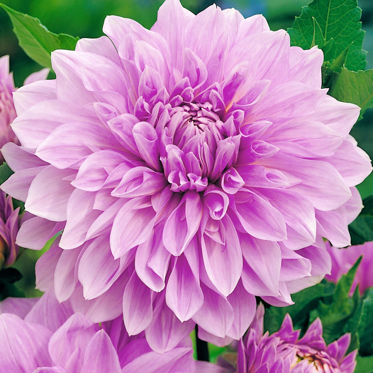 Kategorie <b>Frühlings-Blumenzwiebeln </b> - Großblumige Schmuckdahlie 'Lavender Perfection' -1 Stück - Dahlia x hybrida