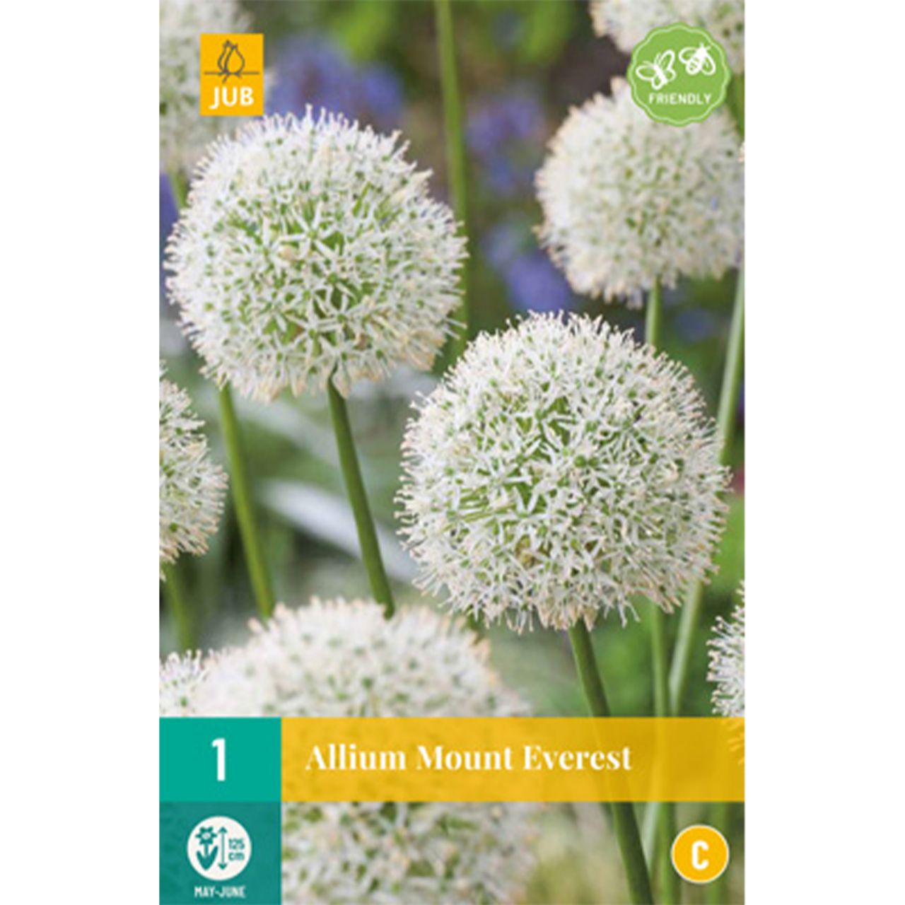 Kategorie <b>Herbst-Blumenzwiebeln </b> - Allium 'Mount Everest' - 1 Stück - Allium 'Mount Everest'