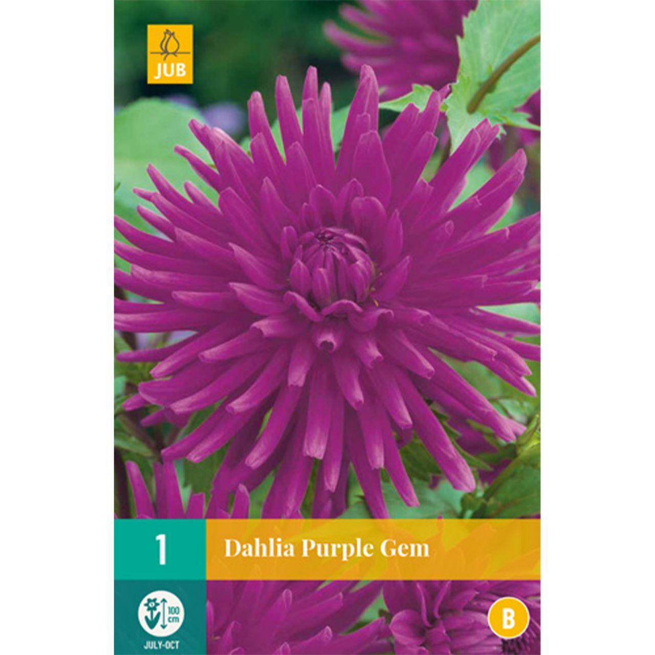 Kategorie <b>Frühlings-Blumenzwiebeln </b> - Kaktusdahlie 'Purple Gem' - Dahlia