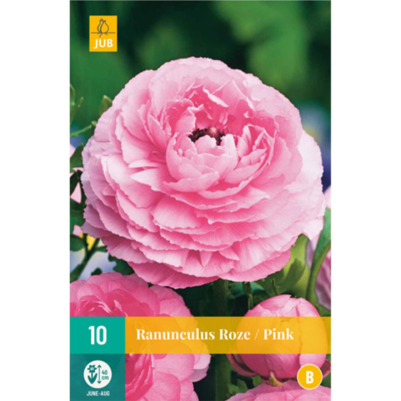 Kategorie <b>Frühlings-Blumenzwiebeln </b> - Ranunkeln 'Rosa' - 10 Stück - Ranunculus