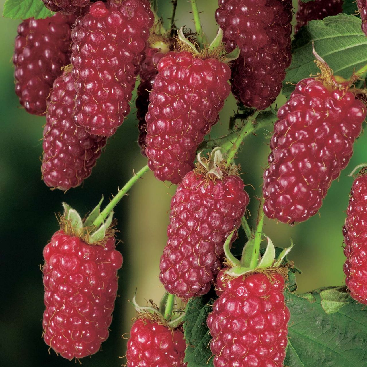 Kategorie <b>Beeren </b> - Him-Brombeere 'Tayberry Medana' - Rubus 'Tayberry Medana'