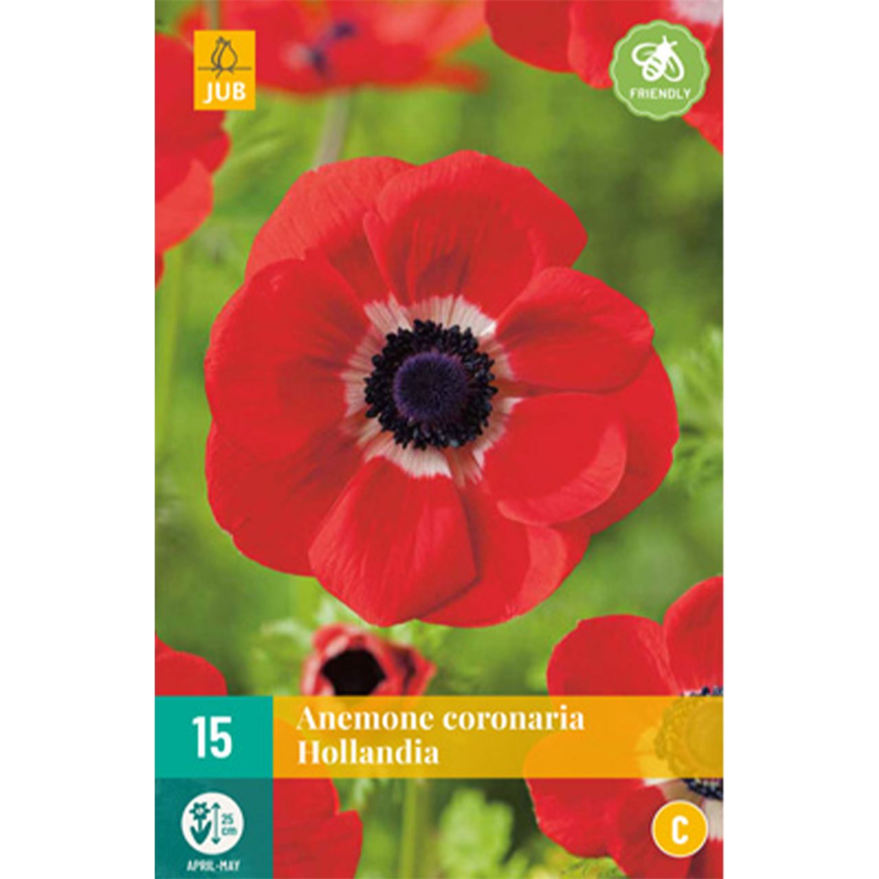 Kategorie <b>Frühlings-Blumenzwiebeln </b> - Garten-Anemone 'Hollandia' - 15 Stück - Anemone coronaria 'Hollandia'