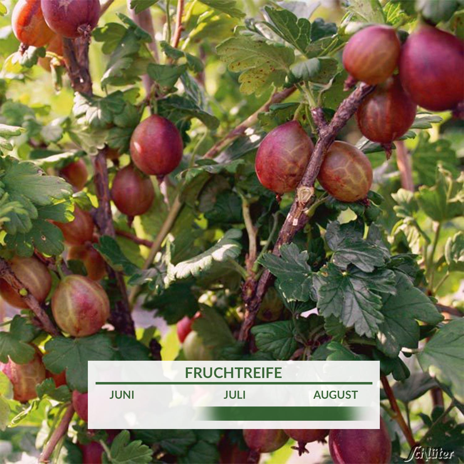 Winterfeste Dornenlose Stachelbeere Ribes uva crispa Captivator Red Gärtnerei 