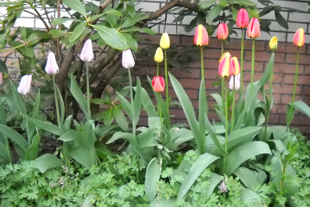 Vermehrung von Tulpen | Blumenzwiebeln | Ratgeber | Garten Schlüter