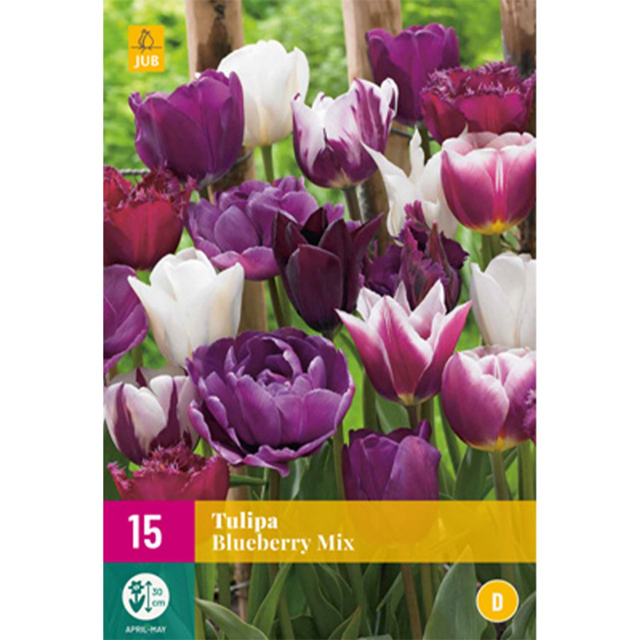 Kategorie <b>Herbst-Blumenzwiebeln </b> - Tulpen-Mischung 'Blueberry' - 15 Stück - Tulipa