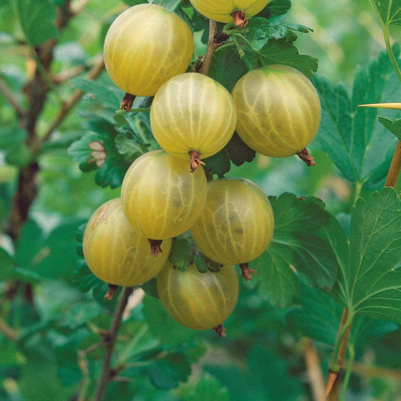 Kategorie <b>Beeren </b> - Stachelbeere 'Crispa® Greenling®' - Ribes uva-crispa