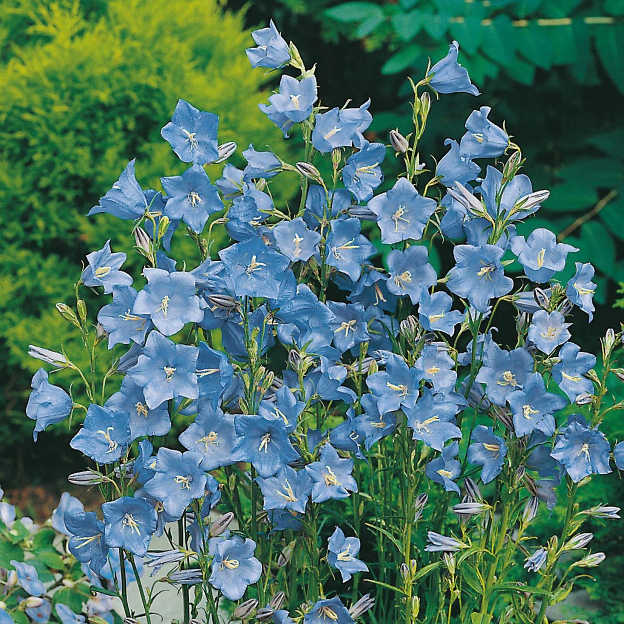 Kategorie <b>Stauden </b> - Blaue Glockenblume 'Takion Blue' - Campanula persicifolia 'Takion Blue'