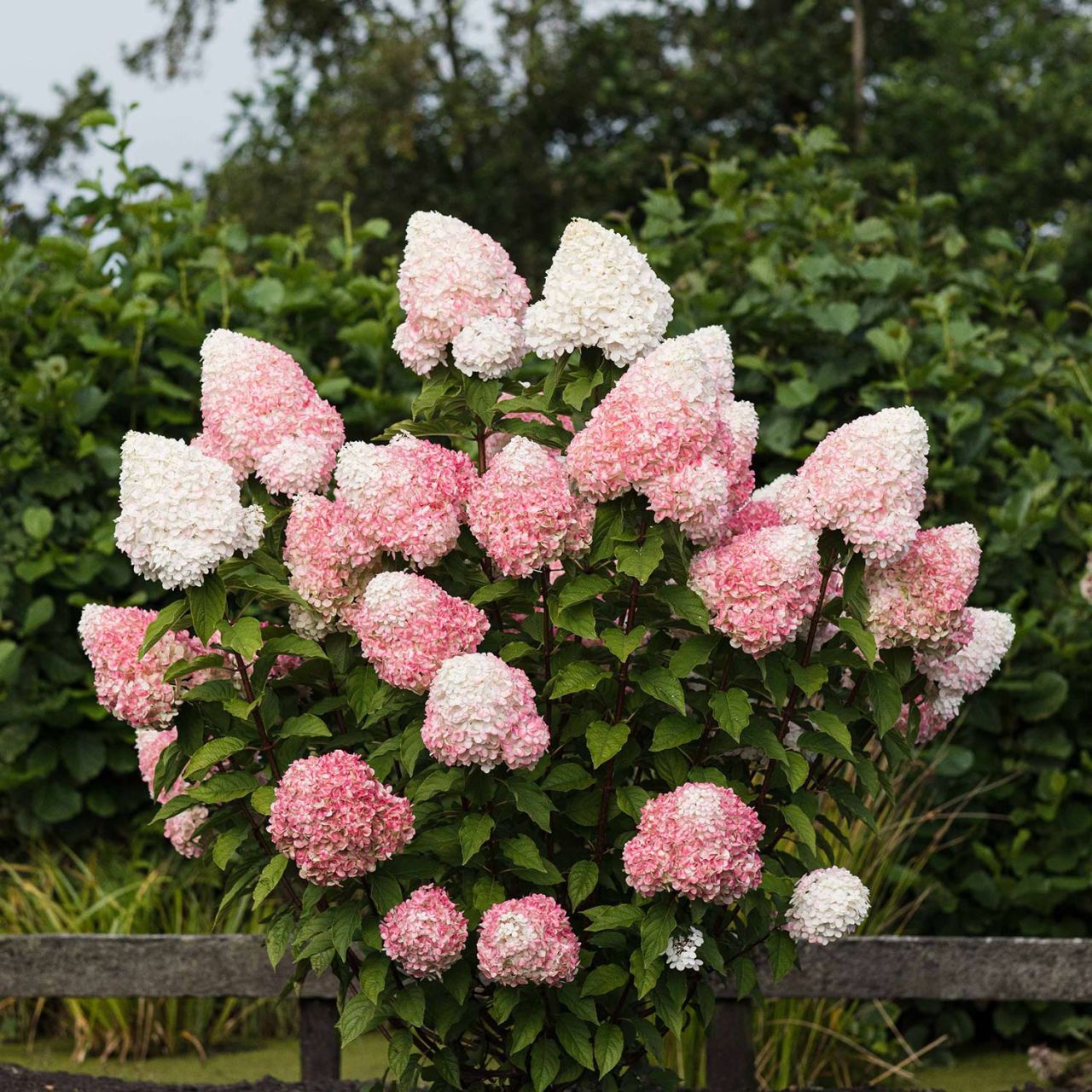 Kategorie <b>Blütensträucher und Ziergehölze </b> - Rispenhortensie 'Pink & Rose' ® - Hydrangea paniculata 'Pink & Rose' ®