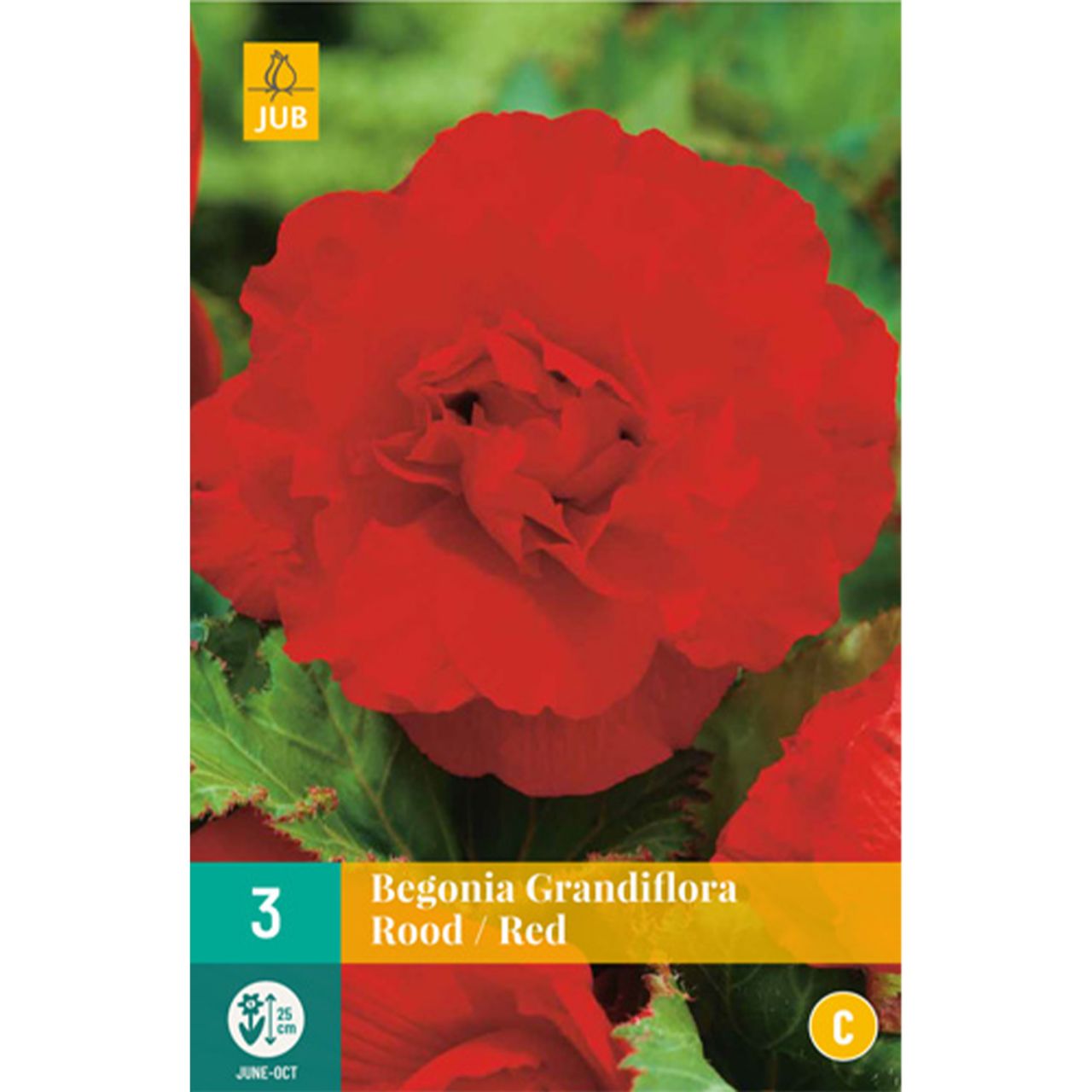 Kategorie <b>Frühlings-Blumenzwiebeln </b> - Riesenblütige Begonie 'Grandiflora' rot - 3 Stück - Begonia Grandiflora