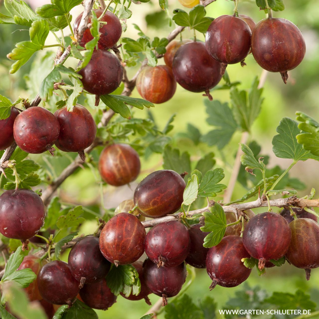  Stachelbeere 'Larell' - Ribes uva-crispa 'Larell'