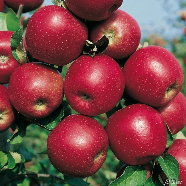  Zwerg-Apfel 'Roter Jonagold' - Malus 'Roter Jonagold'