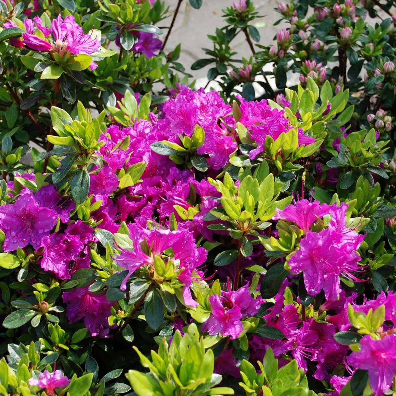 Kategorie <b>immergrüne Laubbäume </b> - Japanische Azalee 'Königstein' - Rhododendron obtusum 'Königstein'