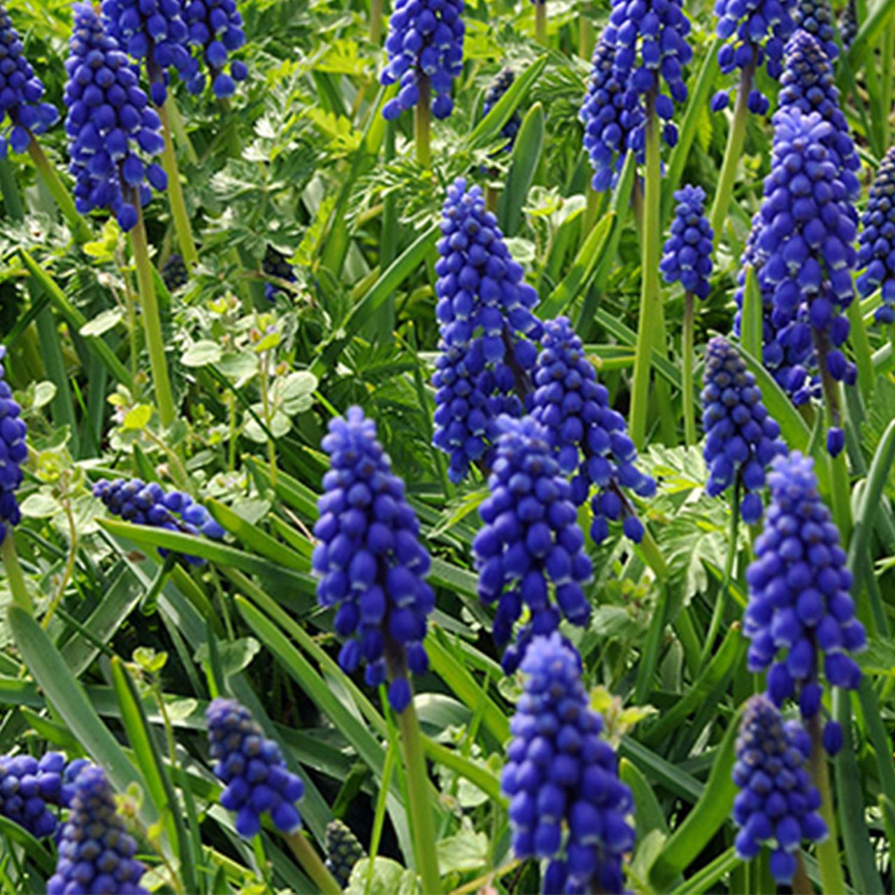 Kategorie <b>Herbst-Blumenzwiebeln </b> - Blaue Traubenhyazinthe - Muscari armeniacum