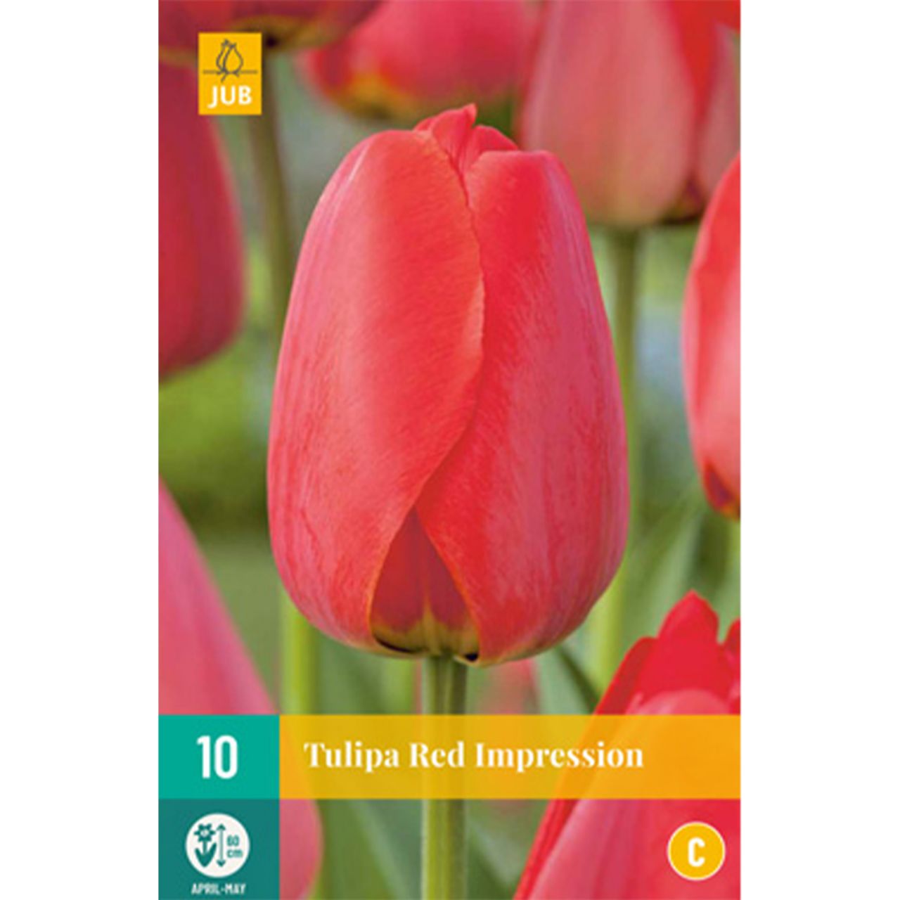 Kategorie <b>Herbst-Blumenzwiebeln </b> - Darwin-Hybrid Tulpe 'Red Impression' - 10 Stück - Tulipa 'Red Impression'