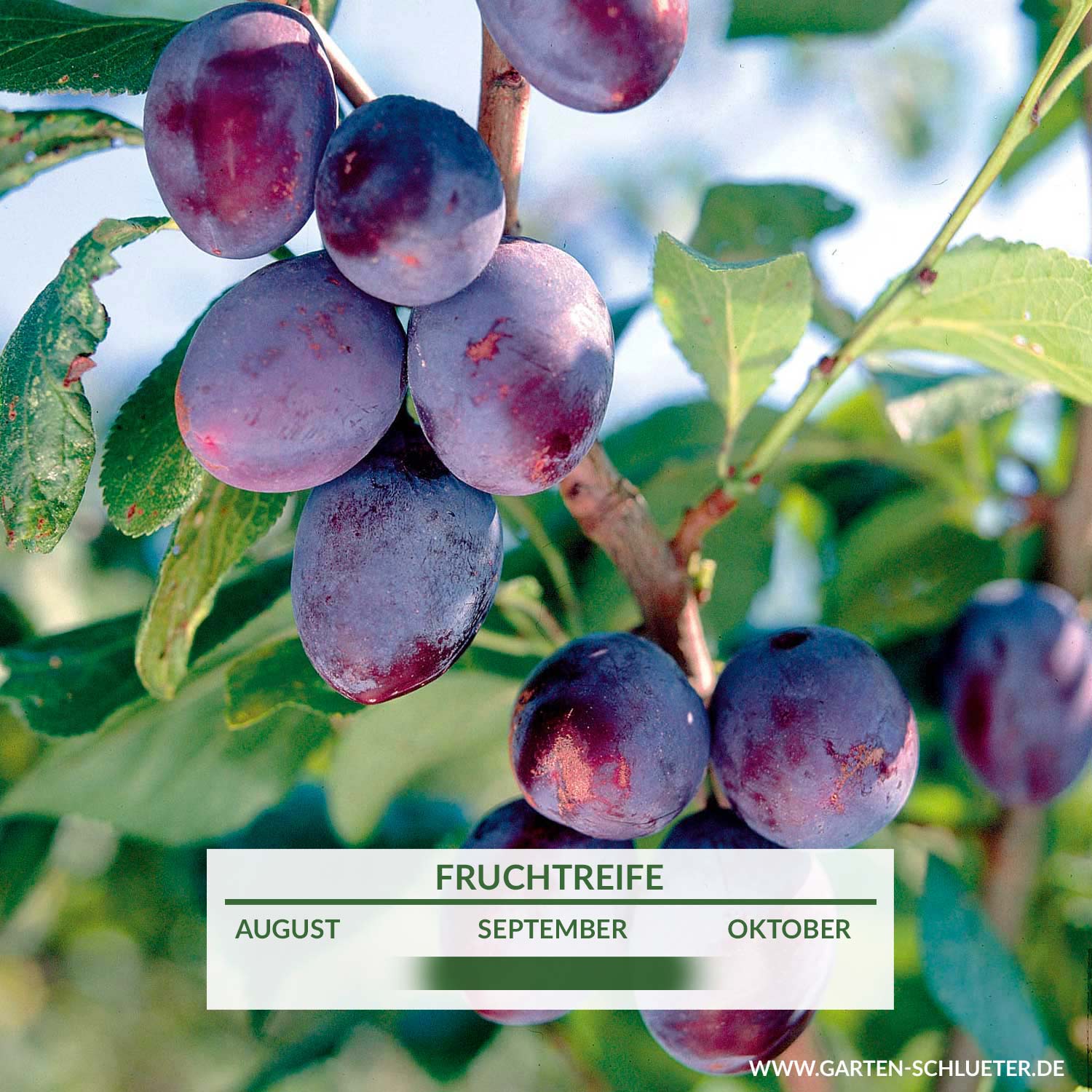 Zwetsche 'Jojo ®' - Prunus domestica 'Jojo' - Pflaumen & Zwetschen | GARTEN  SCHLÜTER