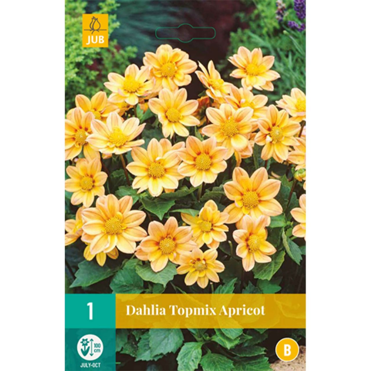 Kategorie <b>Frühlings-Blumenzwiebeln </b> - Dahlie 'Topmix Apricot' - Dahlia