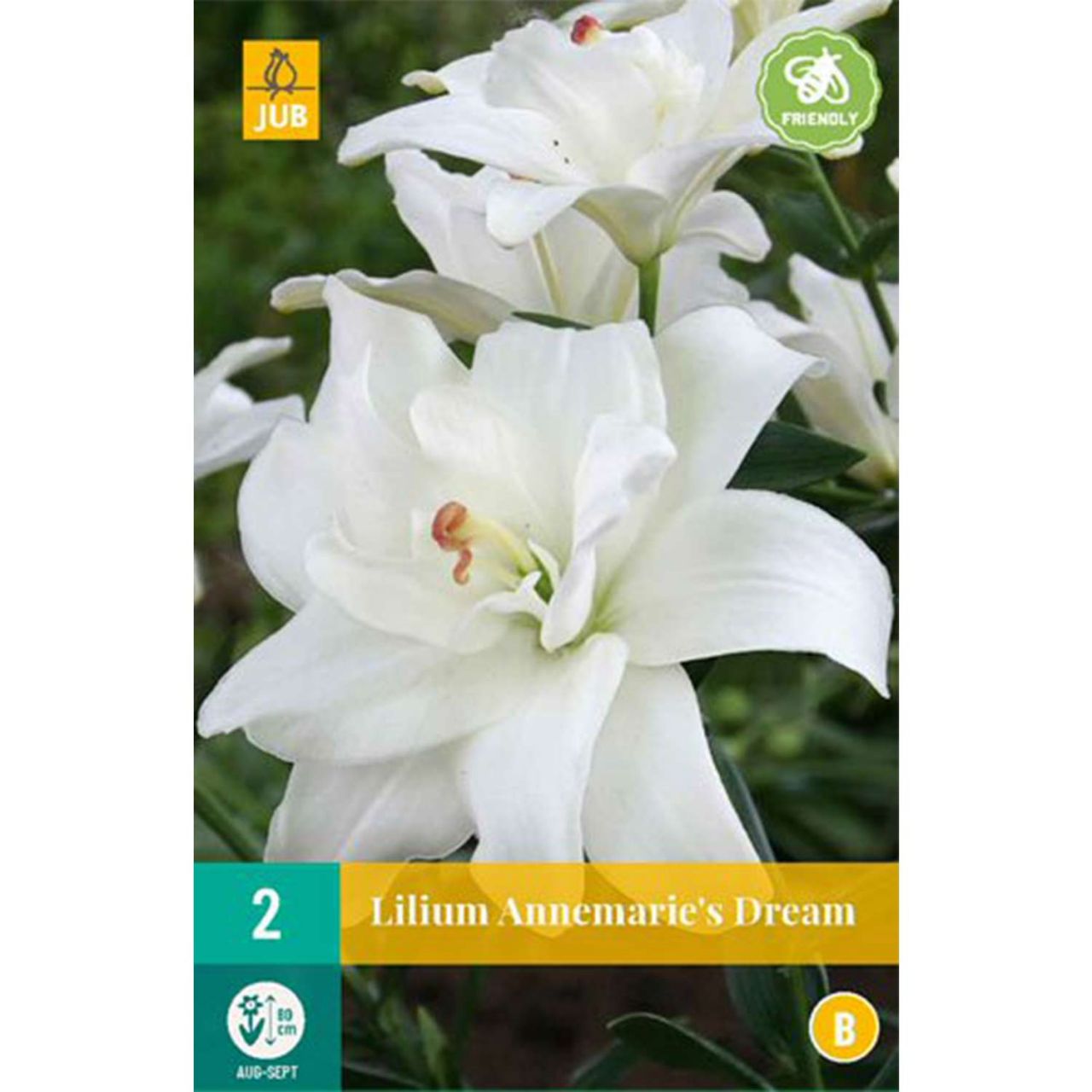 Kategorie <b>Frühlings-Blumenzwiebeln </b> - Asiatische Lilie 'Annemaries Dream' - 1 Stück - Lilium 'Annemaries Dream'