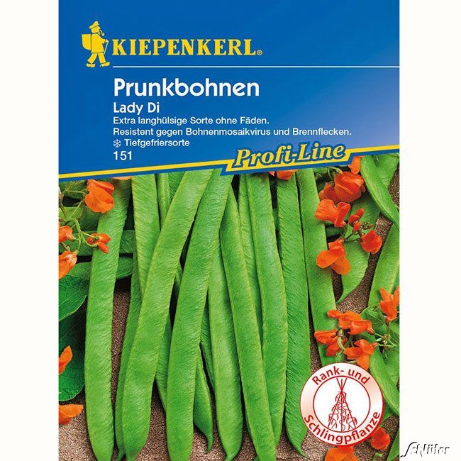 Kategorie <b>Gemüse-Samen </b> - Prunkbohne 'Lady Di' - Phaseolus coccineus 'Lady Di'
