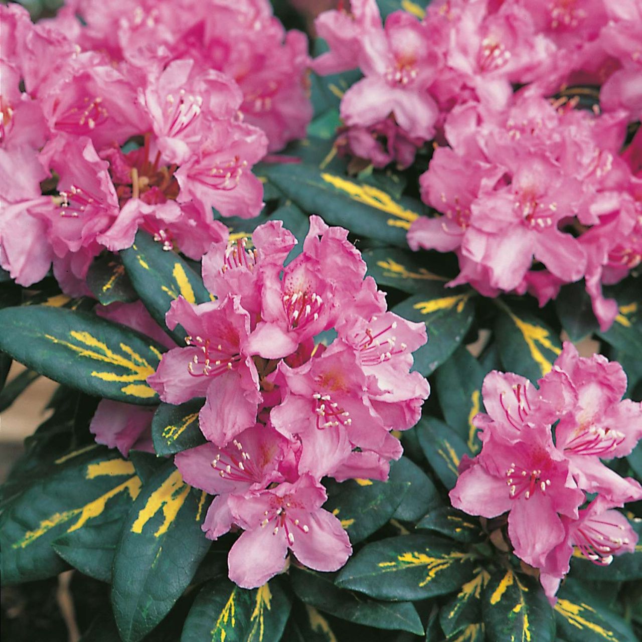 Kategorie <b>Rhododendron </b> - Rhododendron 'Goldflimmer' - Rhododendron hybride
