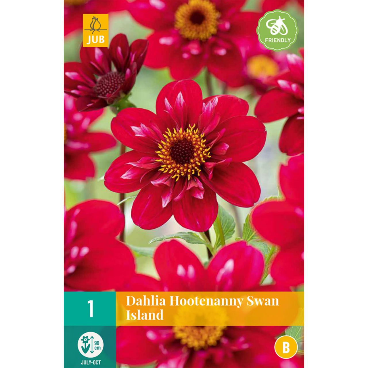 Kategorie <b>Frühlings-Blumenzwiebeln </b> - Halskrausen-Dahlie 'Hootenanny-Swan Island', 1 Stück - Dahlia 'Hootenanny-Swan Island'