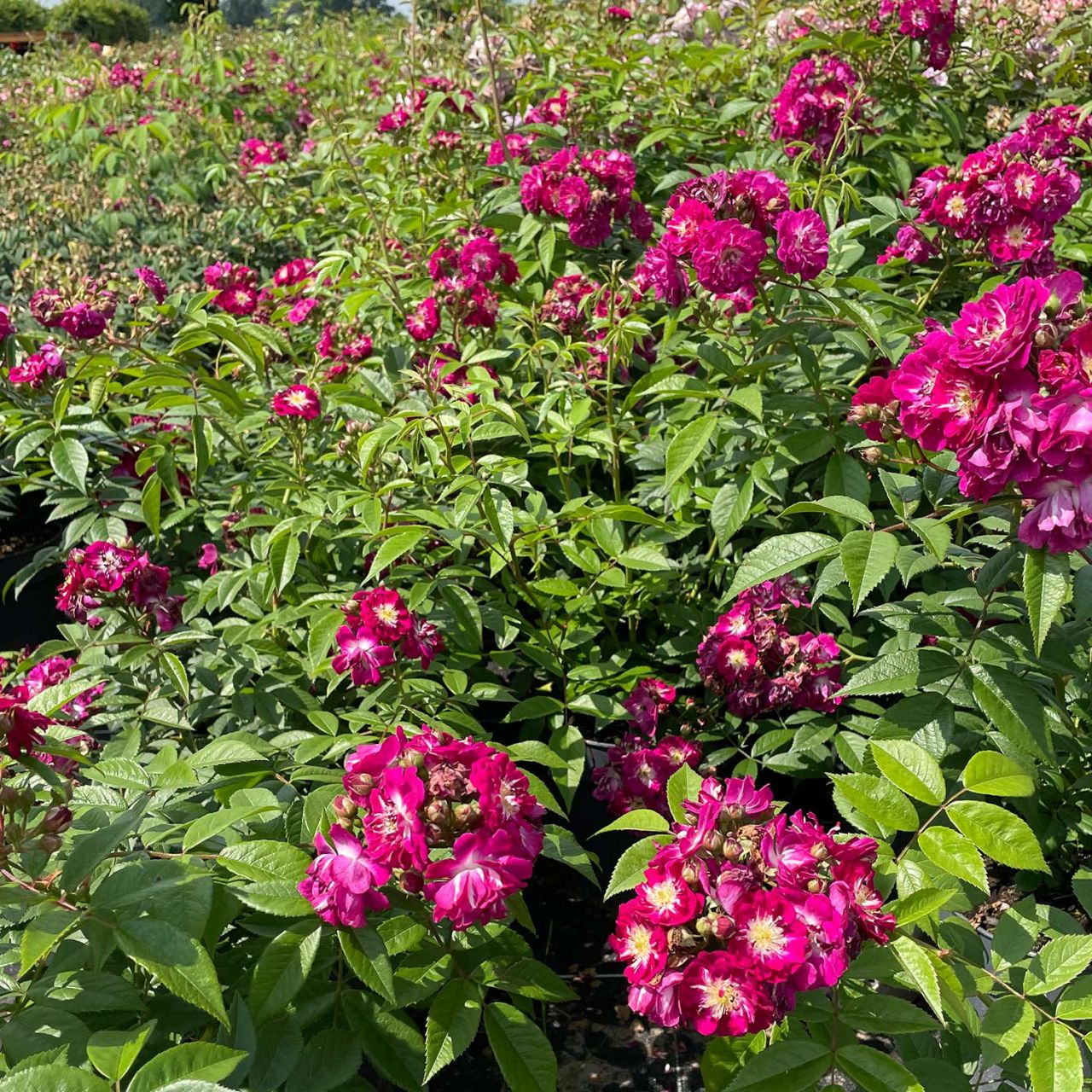 Ramblerrose ‚Perennial Blue‘ – ADR-Rose