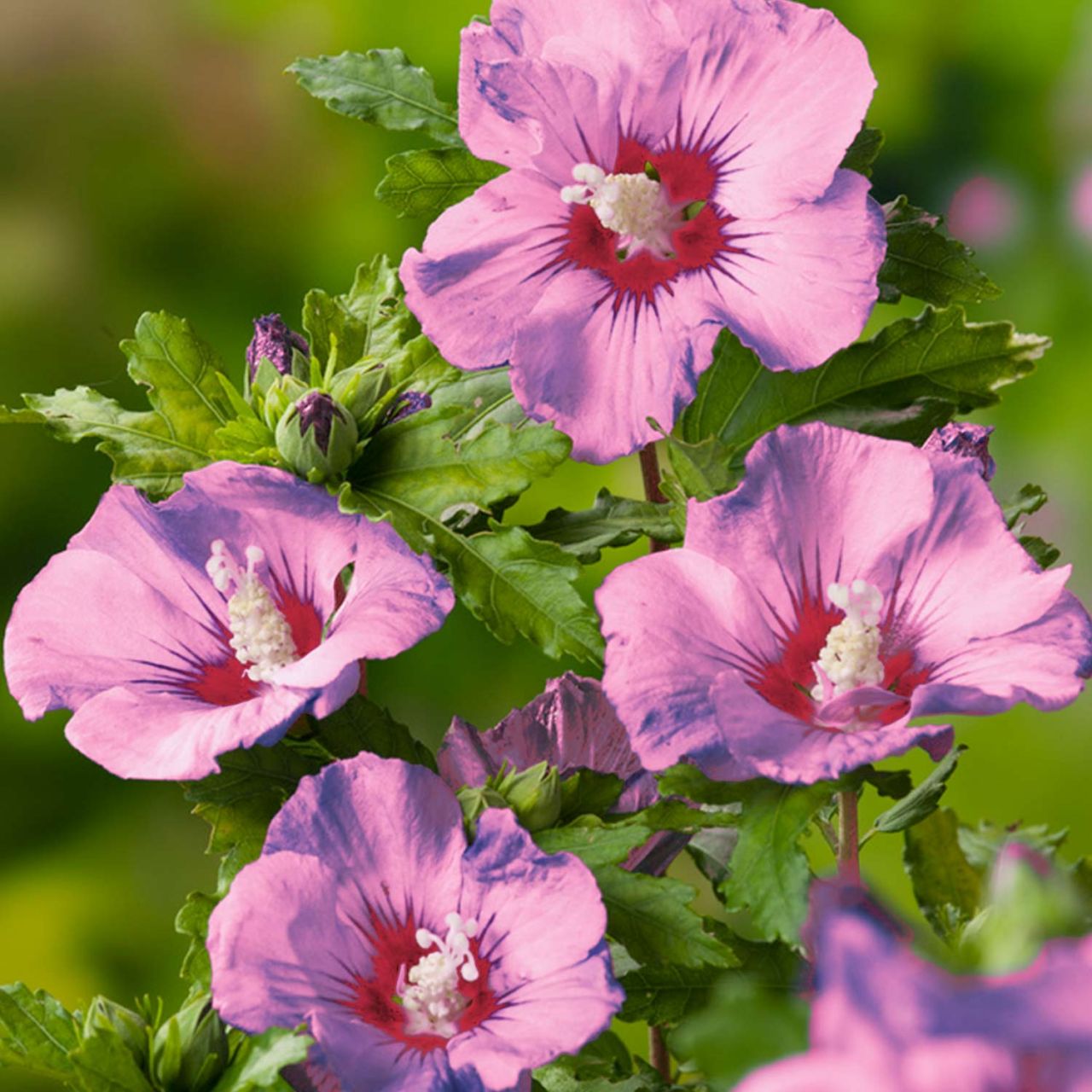 Kategorie <b>Laubbäume </b> - Säulen-Garteneibisch 'Flower Tower Purple®' - Hibiscus syriacus 'Flower Tower Purple'