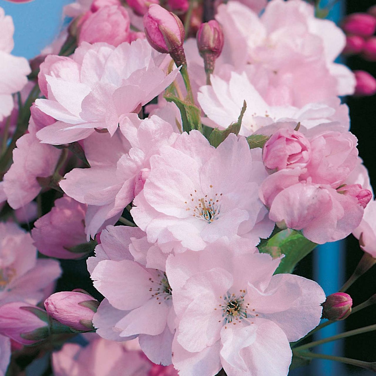 Kategorie <b>Blütensträucher und Ziergehölze </b> - Säulen-Zierkirsche 'Amanogawa' - Prunus serrulata 'Amanogawa'