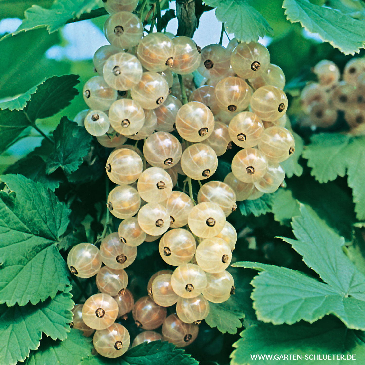 süße Beeren mit Aroma Weiße Versailler Weiße Johannisbeere Pflanze 