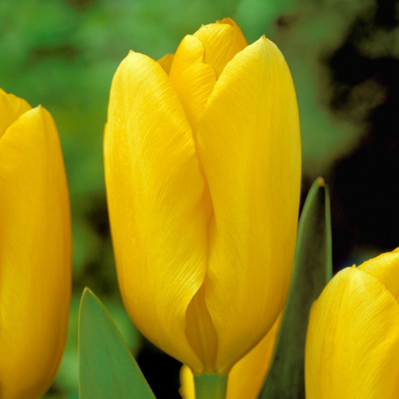 Kategorie <b>Herbst-Blumenzwiebeln </b> - Fosteriana Tulpe 'Candela' 10 Stück - Tulipa fosteriana 'Candela'