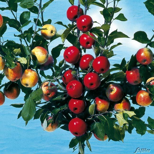 Kategorie <b>Apfel </b> - Apfel-Drilling 'Familienapfelbaum' - Malus 'Drillingsapfel Familienapfelbaum'