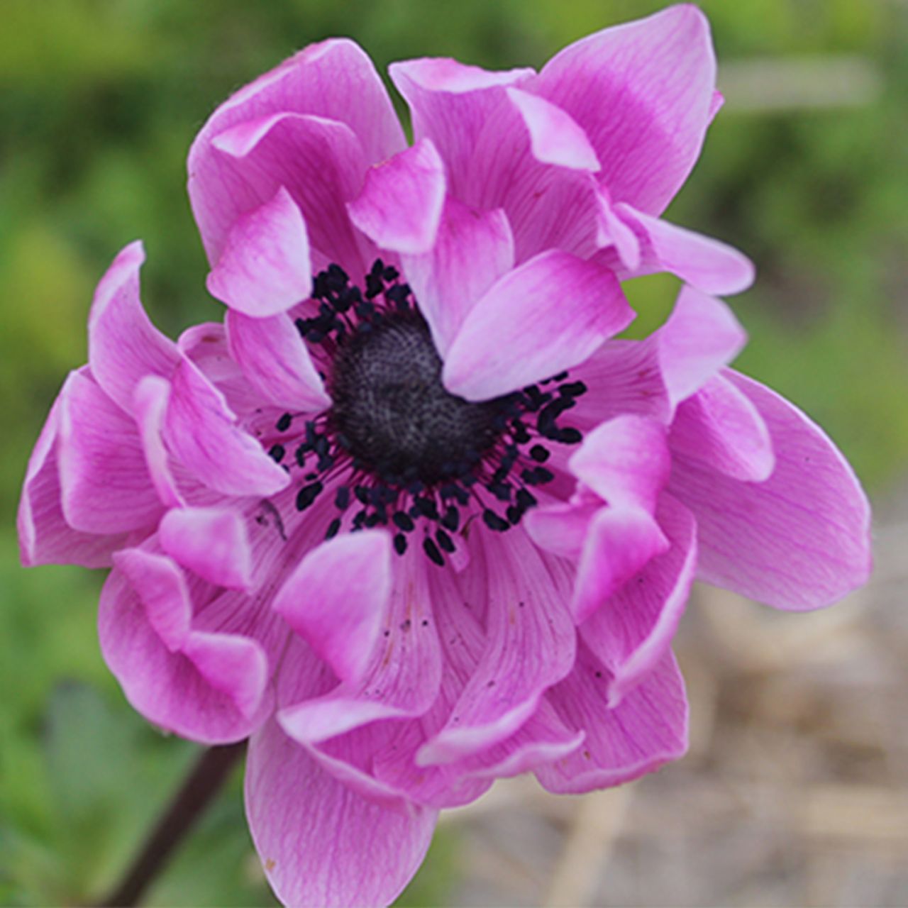Kategorie <b>Frühlings-Blumenzwiebeln </b> - Garten-Anemone 'Sylphide' - 15 Stück - Anemone coronaria 'Sylphide'