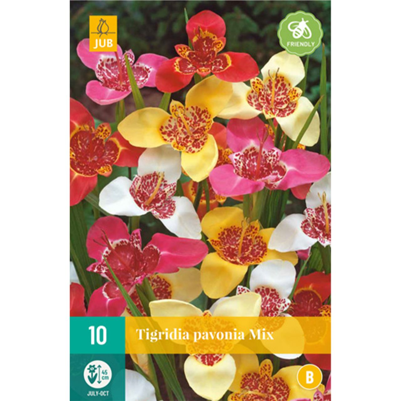 Kategorie <b>Frühlings-Blumenzwiebeln </b> - Pfauenlilie 'Mischung' - 8 Stück - Tigridia pavonia