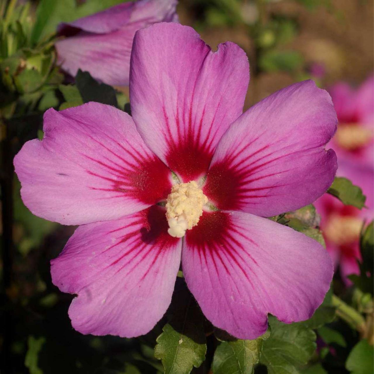 Kategorie <b>Blütensträucher und Ziergehölze </b> - Garteneibisch 'Russian Violet®' - Hibiscus syriacus 'Russian Violet®'