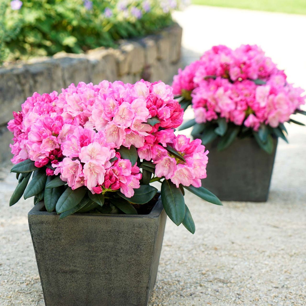 Rhododendron ‚Polaris‘ – Easydendron®