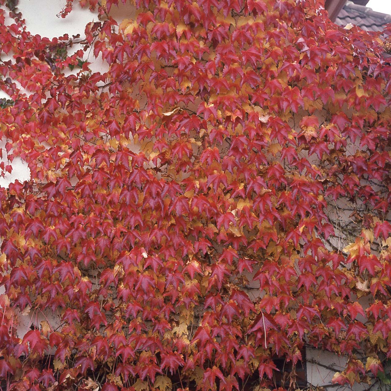 Kategorie <b>Kletterpflanzen </b> - Selbstklimmender Mauerwein 'Engelmannii' - Parthenocissus quinquefolia 'Engelmannii'