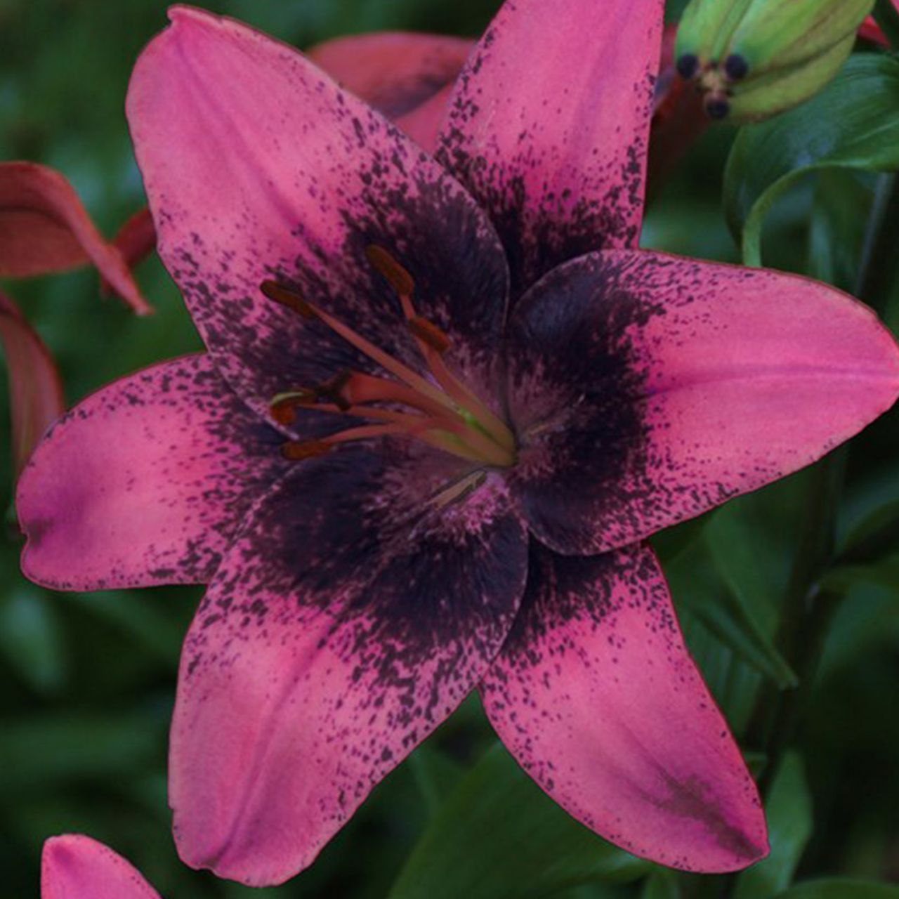 Kategorie <b>Frühlings-Blumenzwiebeln </b> - Asiatische Lilie 'Purple Dream', 2 Stück - Lilium 'Purple Dream'