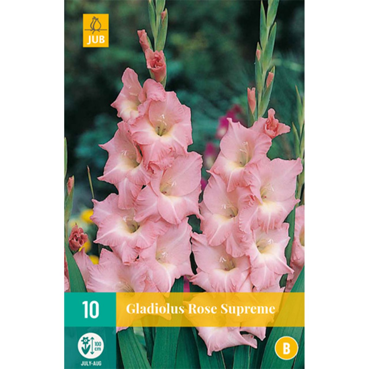 Kategorie <b>Frühlings-Blumenzwiebeln </b> - Gladiole 'Rose Supreme' - 10 Stück - Gladiolus