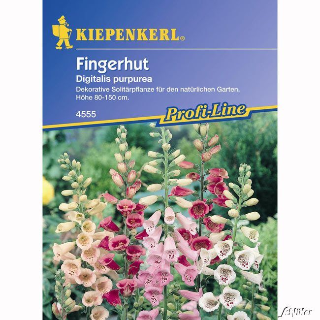 Kategorie <b>Blumensamen </b> - Fingerhut - Digitalis purpurea