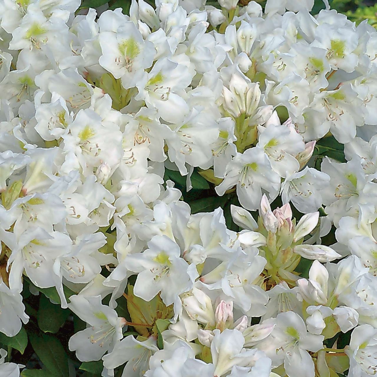 Kategorie <b>Rhododendron </b> - Rhododendron Hybride 'Cunninghams White' - 