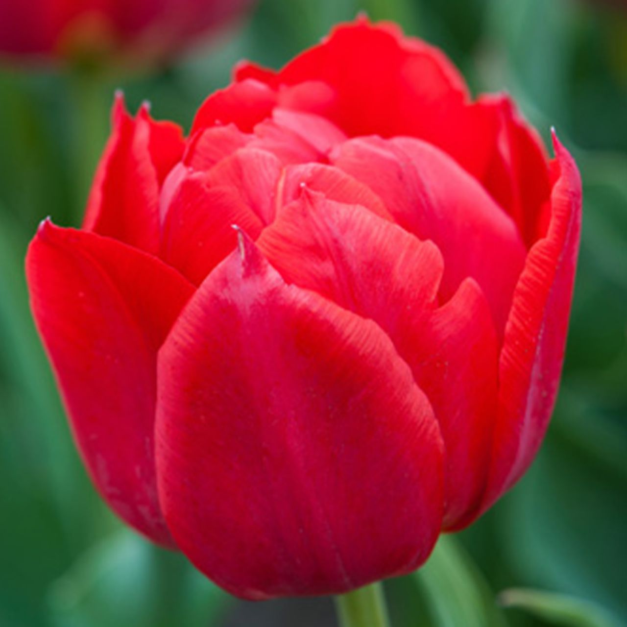 Kategorie <b>Herbst-Blumenzwiebeln </b> - Gefüllte frühe Tulpe 'Abba' - 7 Stück - Tulipa 'Abba'