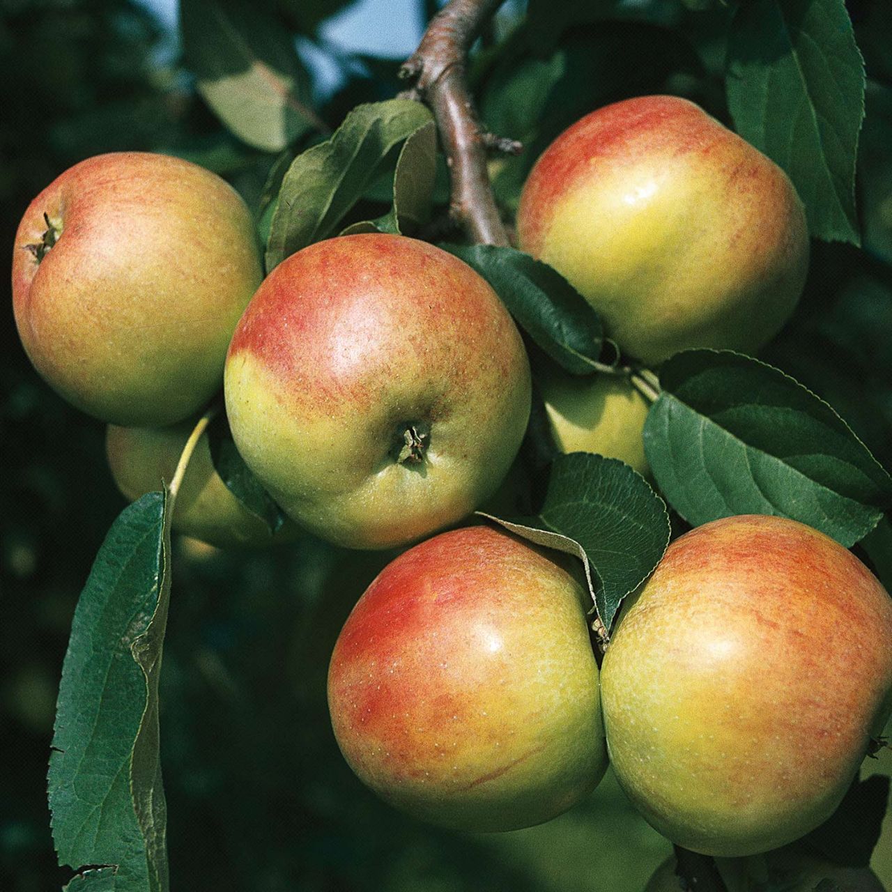 Apfel ‚Gravensteiner‘ – Allergiker geeignet