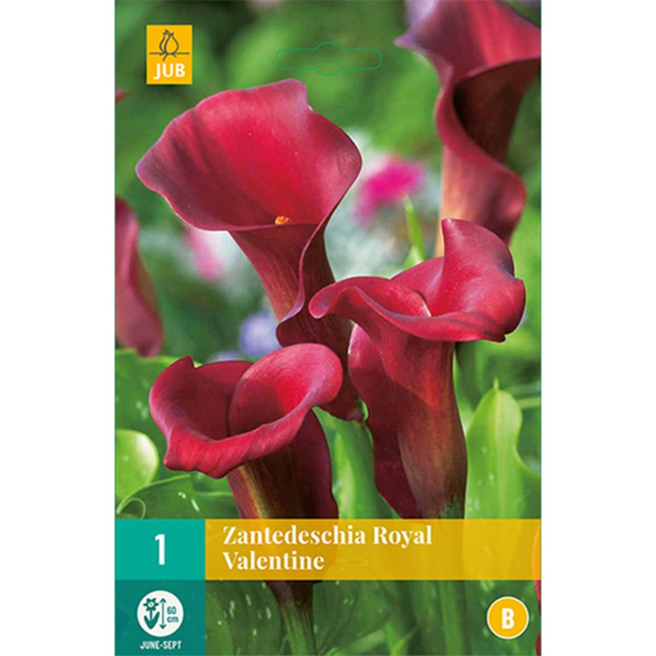 Kategorie <b>Frühlings-Blumenzwiebeln </b> - Calla 'Royal Valentine' - Zantedeschia spec. 'Royal Valentine'