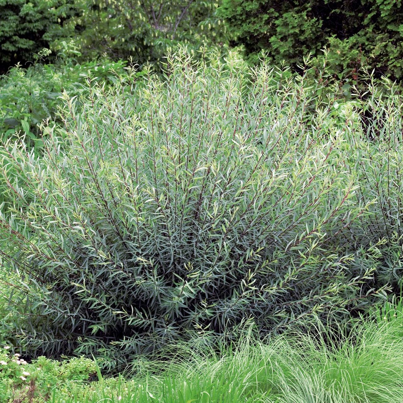  Rosmarinweide - Salix rosmarinifolia