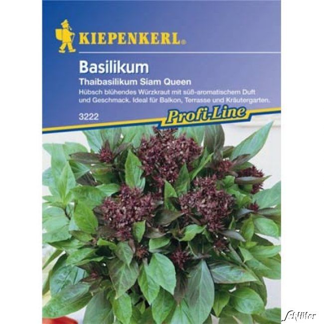 Kategorie <b>Kräuter-Samen </b> - Basilikum Thaibasilikum 'Siam Queen' - Ocimum basilicum