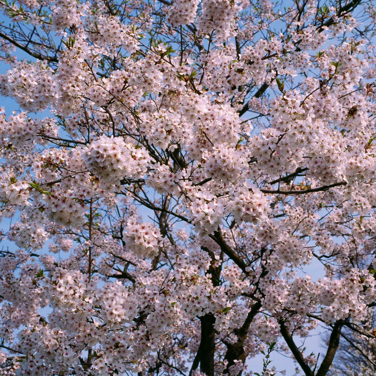 Kategorie <b>Laubbäume </b> - Japanische Maienkirsche - Prunus yedoensis