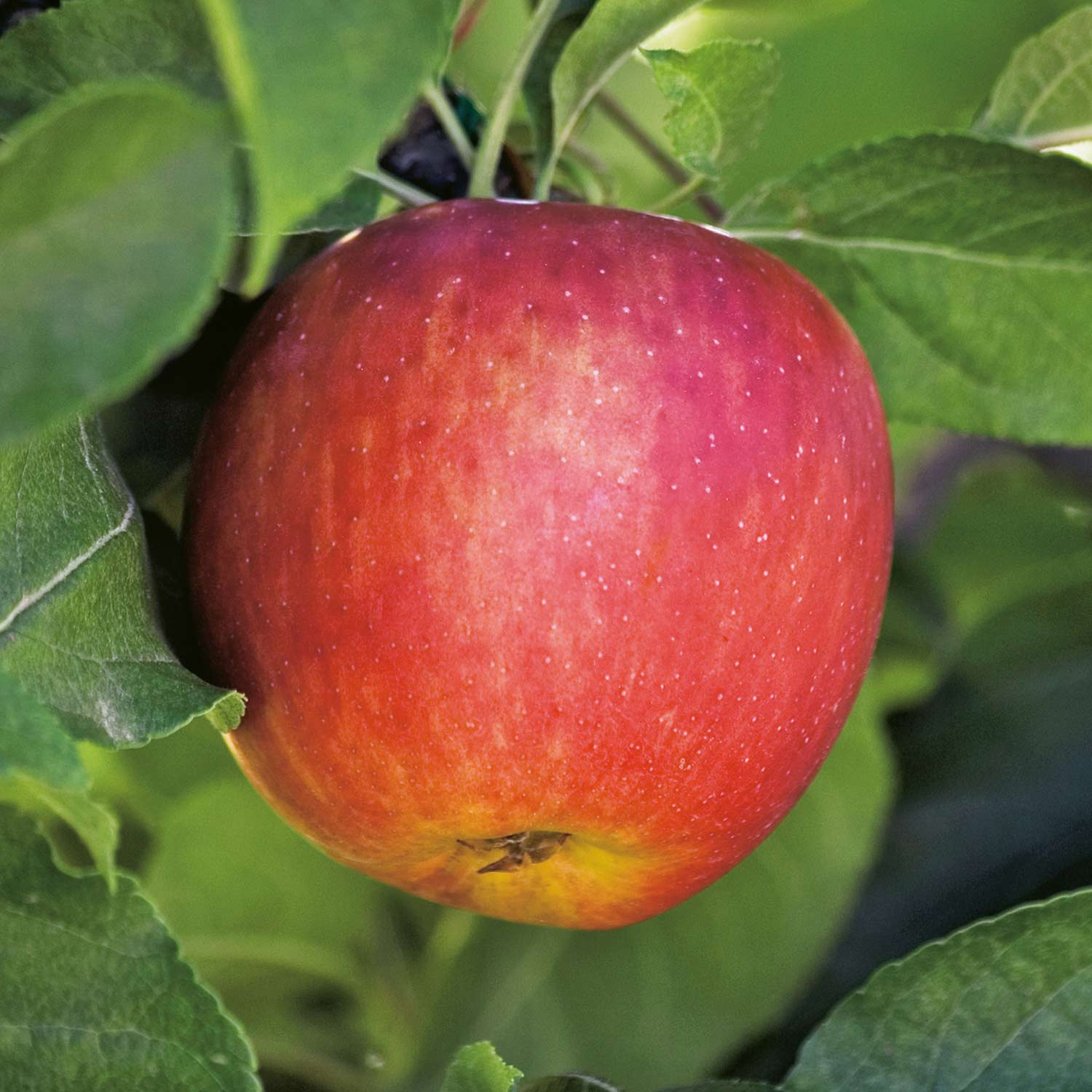 Allergiker-Apfel 'Wellant' - Äpfel | GARTEN SCHLÜTER