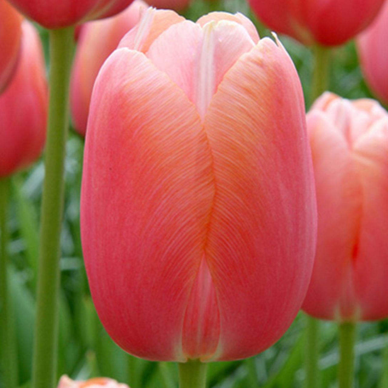 Kategorie <b>Herbst-Blumenzwiebeln </b> - Einfache späte Tulpe 'Menton' - 10 Stück - Tulipa