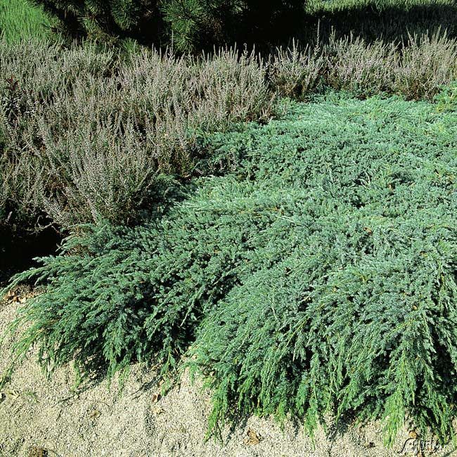 Kategorie <b>Bodendecker </b> - Blauer Kriechwacholder 'Blue Carpet' - Juniperus 'Blue Carpet'