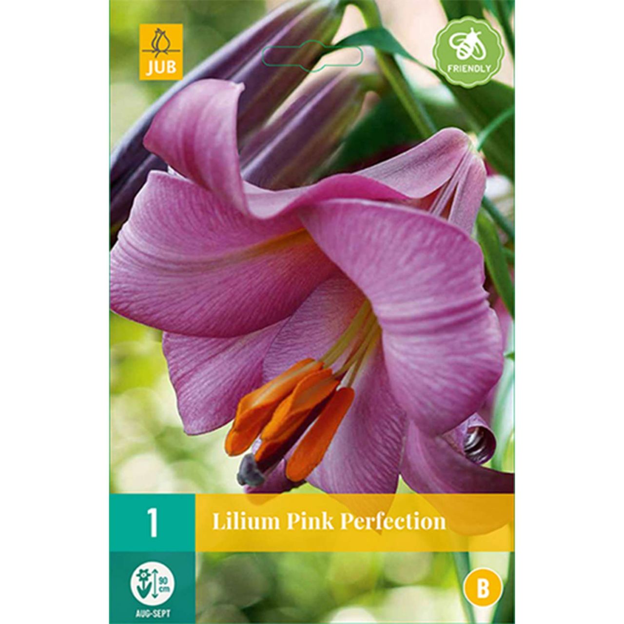 Kategorie <b>Frühlings-Blumenzwiebeln </b> - Lilie 'Pink Perfection' - Lilium